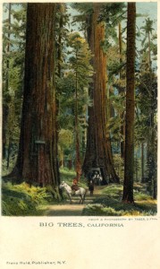 Vermont and Wawona Mairposa Big Trees, 1898                 